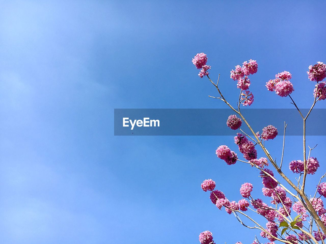 Low angle view of flowers growing on tree against sky