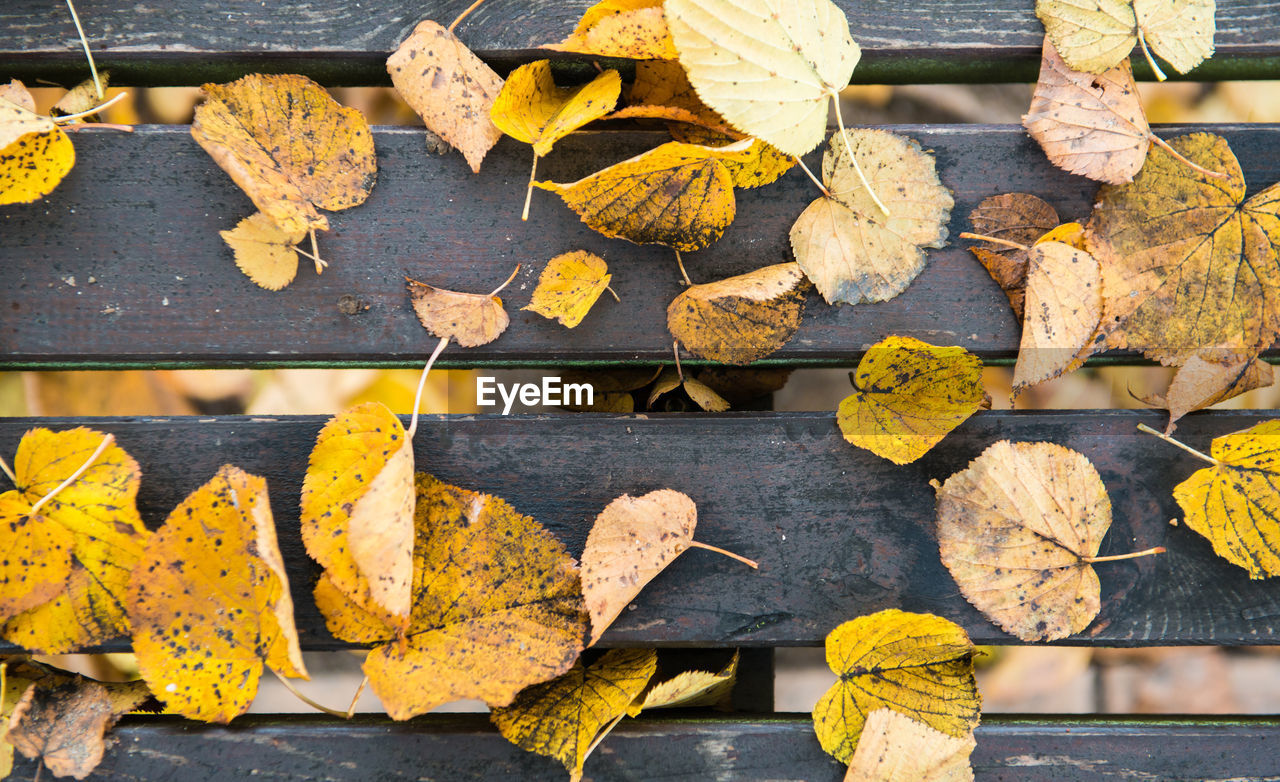 Autumn leaves over old wooden background