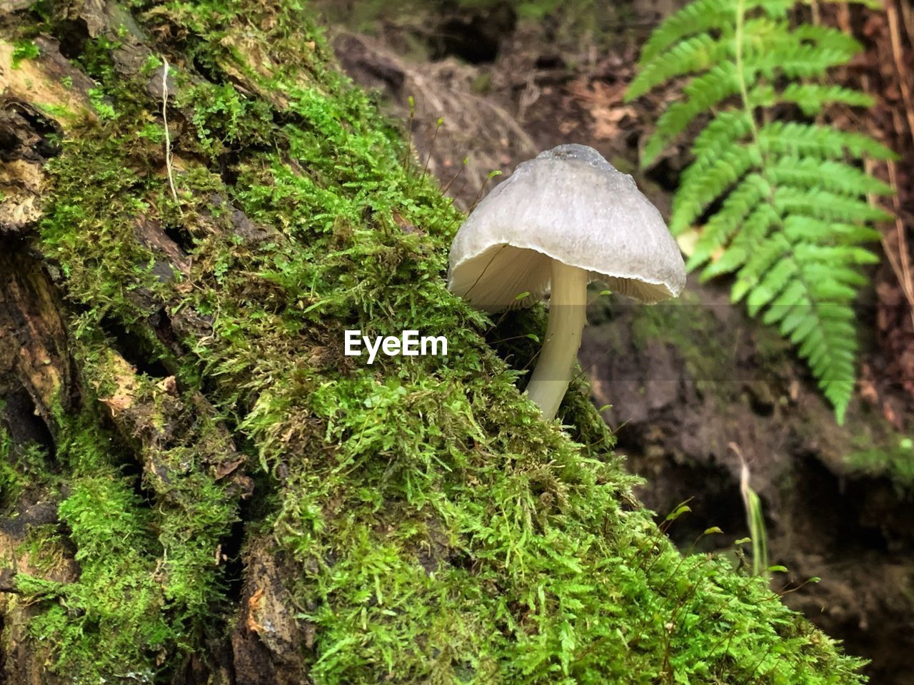 CLOSE-UP OF MUSHROOMS GROWING IN FOREST