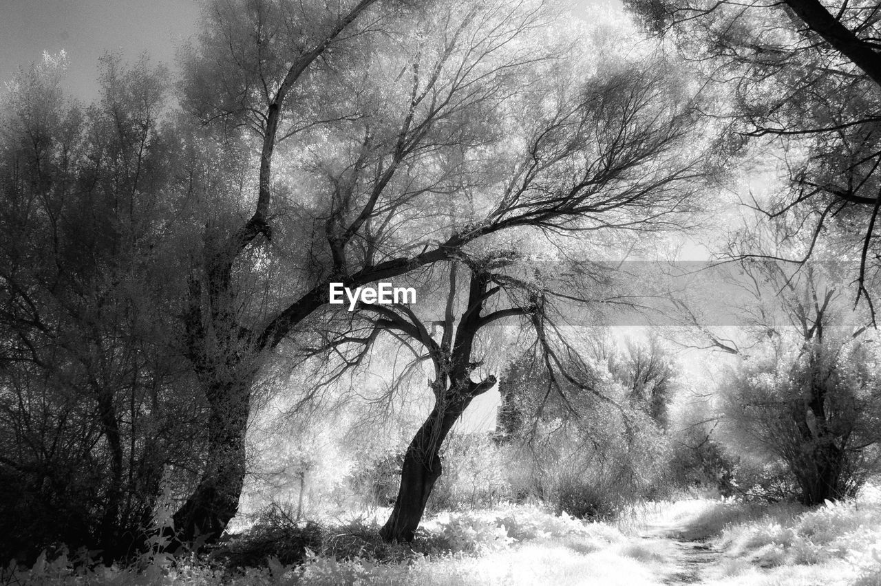 BARE TREES ON LANDSCAPE DURING WINTER