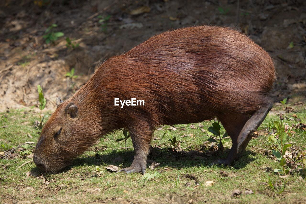 Side on portrait of capybara hydrochoerus hydrochaeris grazing on green grass, bolivia.