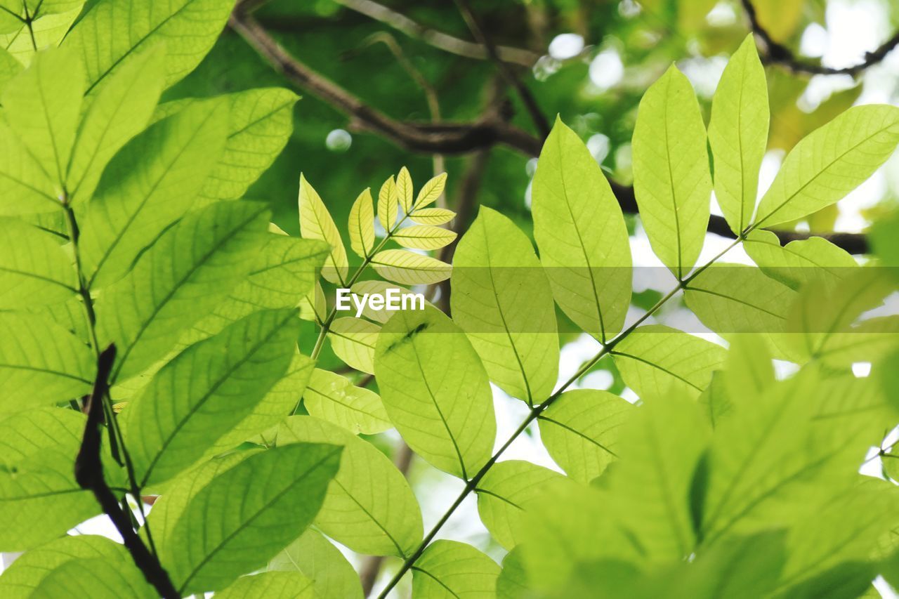 CLOSE-UP OF LEAVES ON TREE