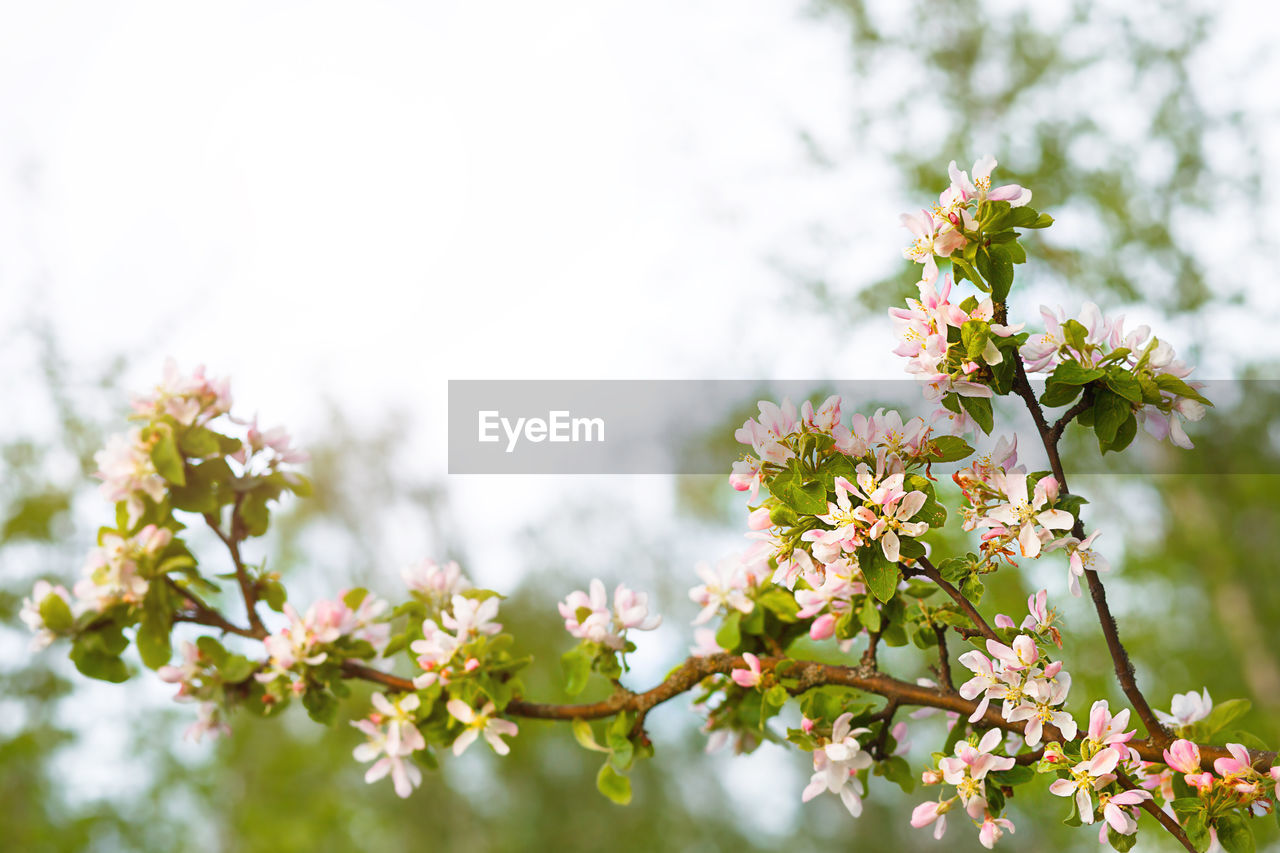 Apple branches bloom with pink and white petals. spring, apple orchard, the beginning of a new 