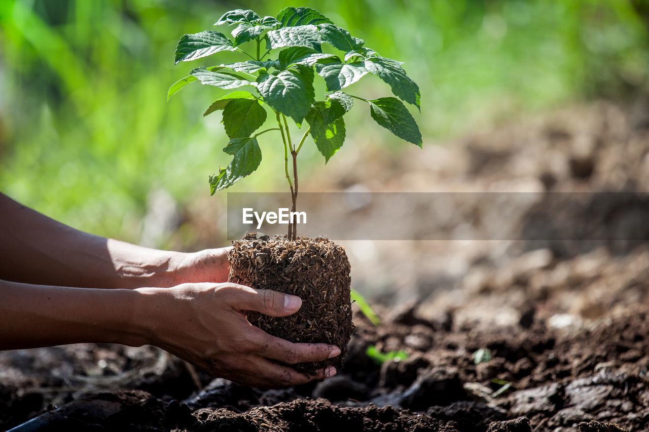 Cropped hand of man planting plant in soil