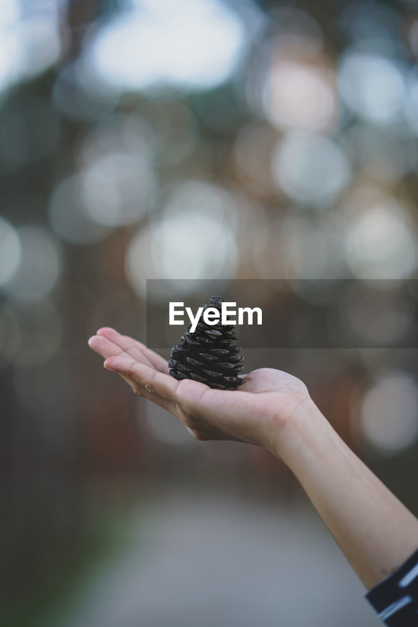 Close-up of hand holding pine cone