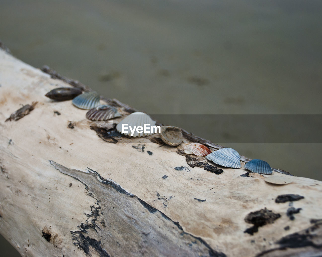 High angle view of seashells on fallen tree