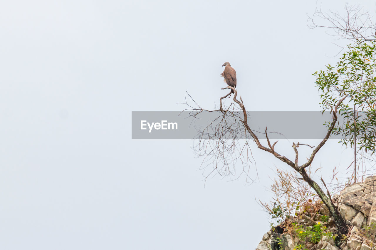 LOW ANGLE VIEW OF BIRD PERCHING ON TREE
