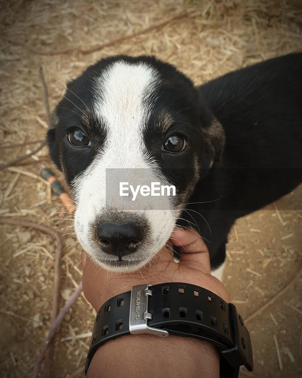 HIGH ANGLE VIEW OF PUPPY