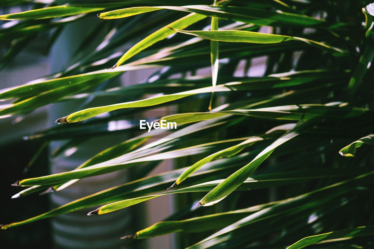 Close-up of green leaves