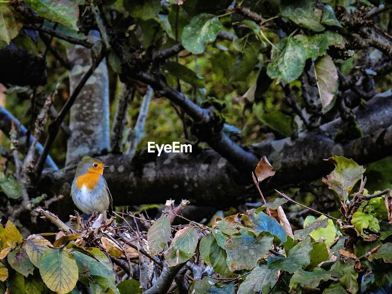 Birds perching on tree