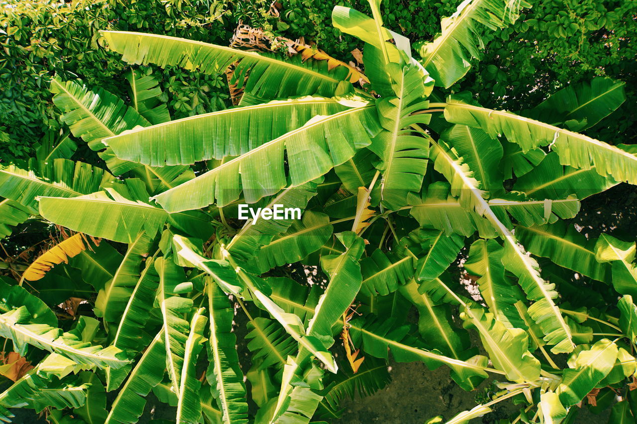 High angle view of green leaves on plant