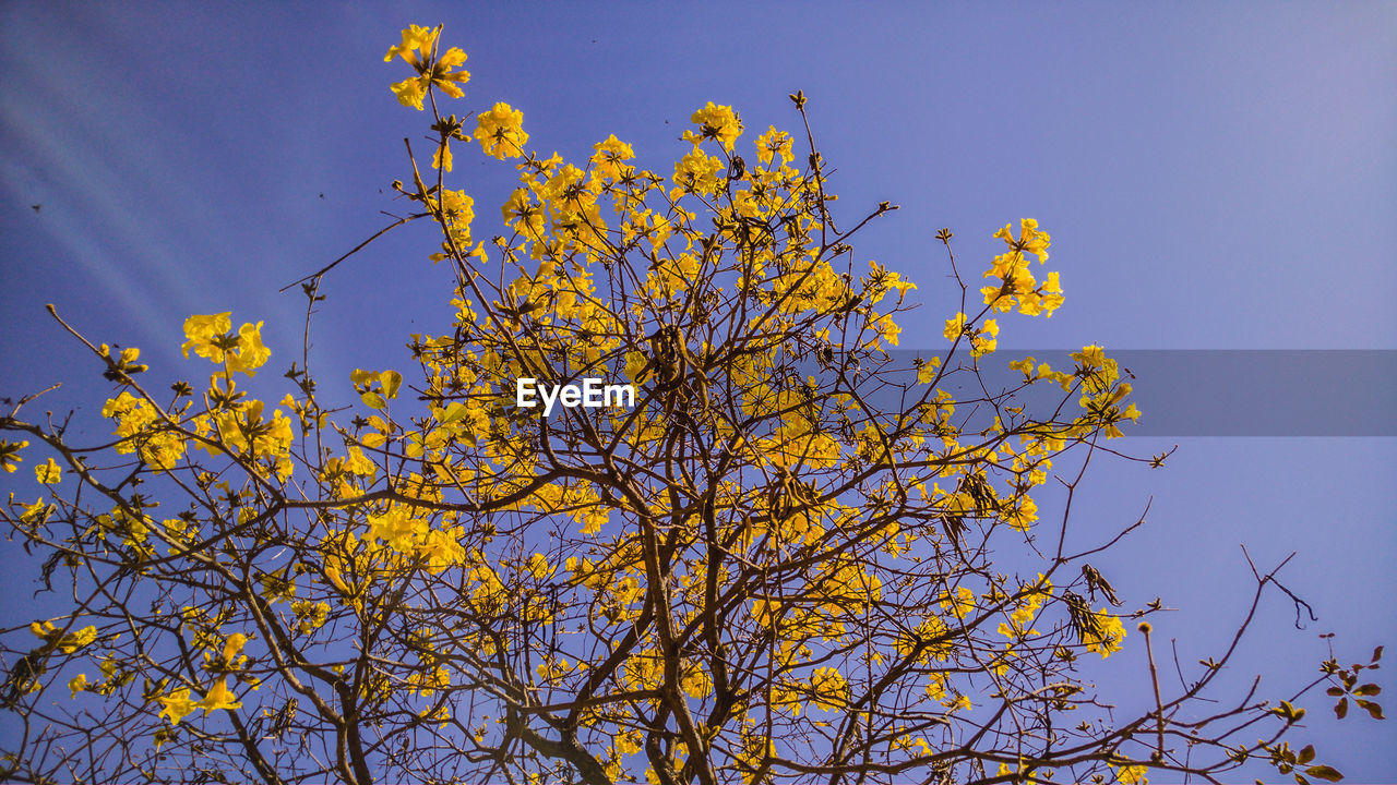 Close-up of yellow flowers blooming on tree against clear sky