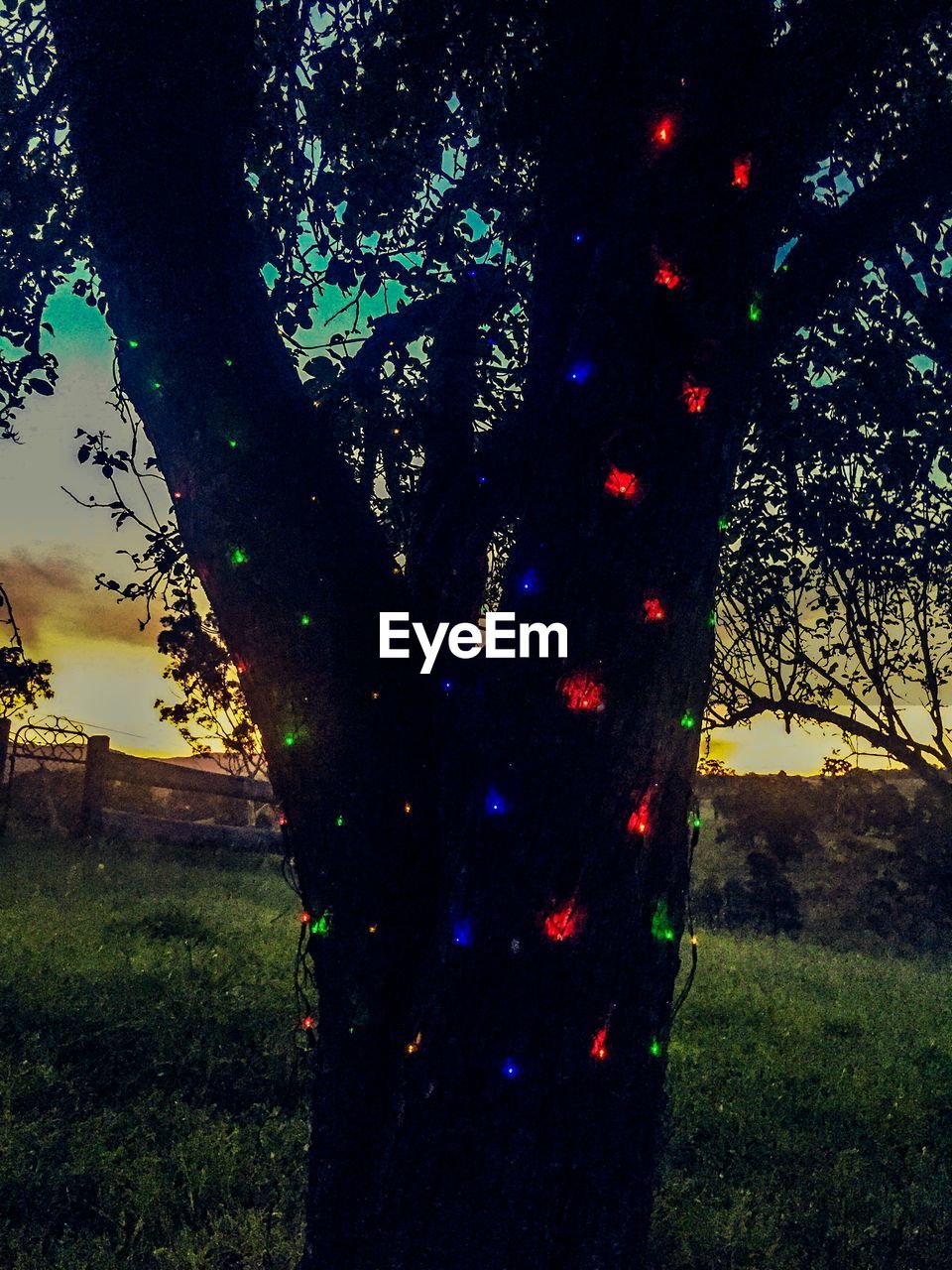 TREES ON GRASSY FIELD AGAINST SKY