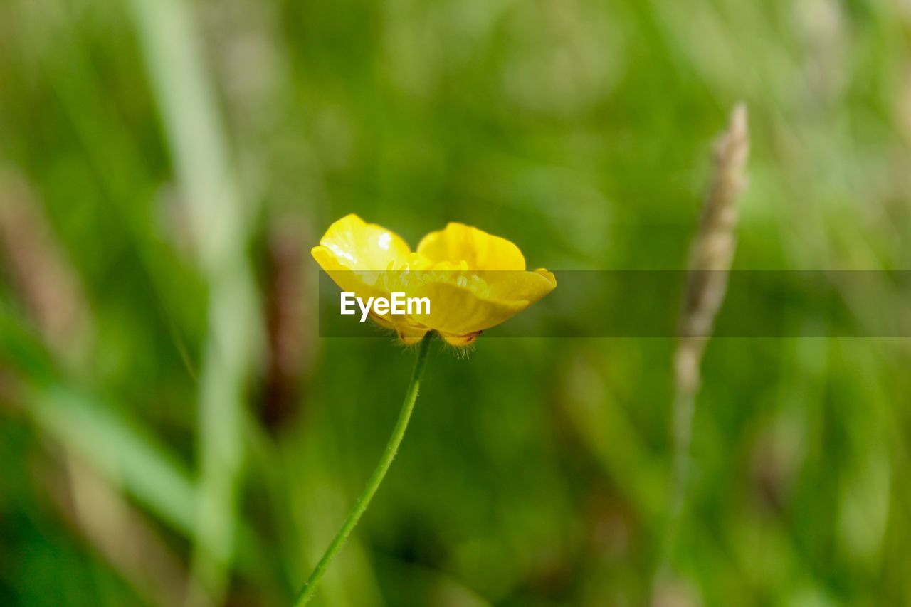 CLOSE-UP OF YELLOW FLOWERING PLANTS