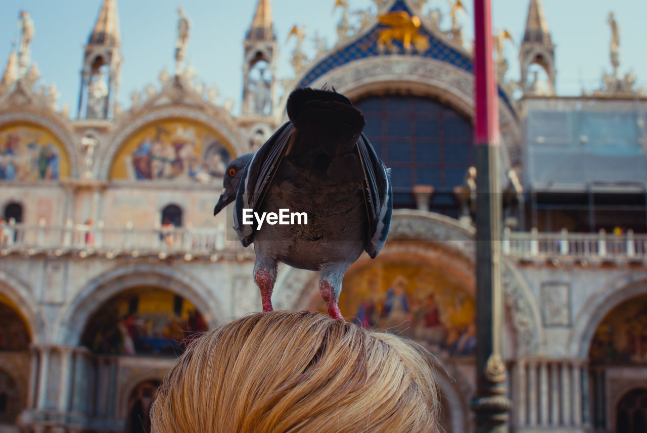 Low angle view of pigeon perching on woman head against building