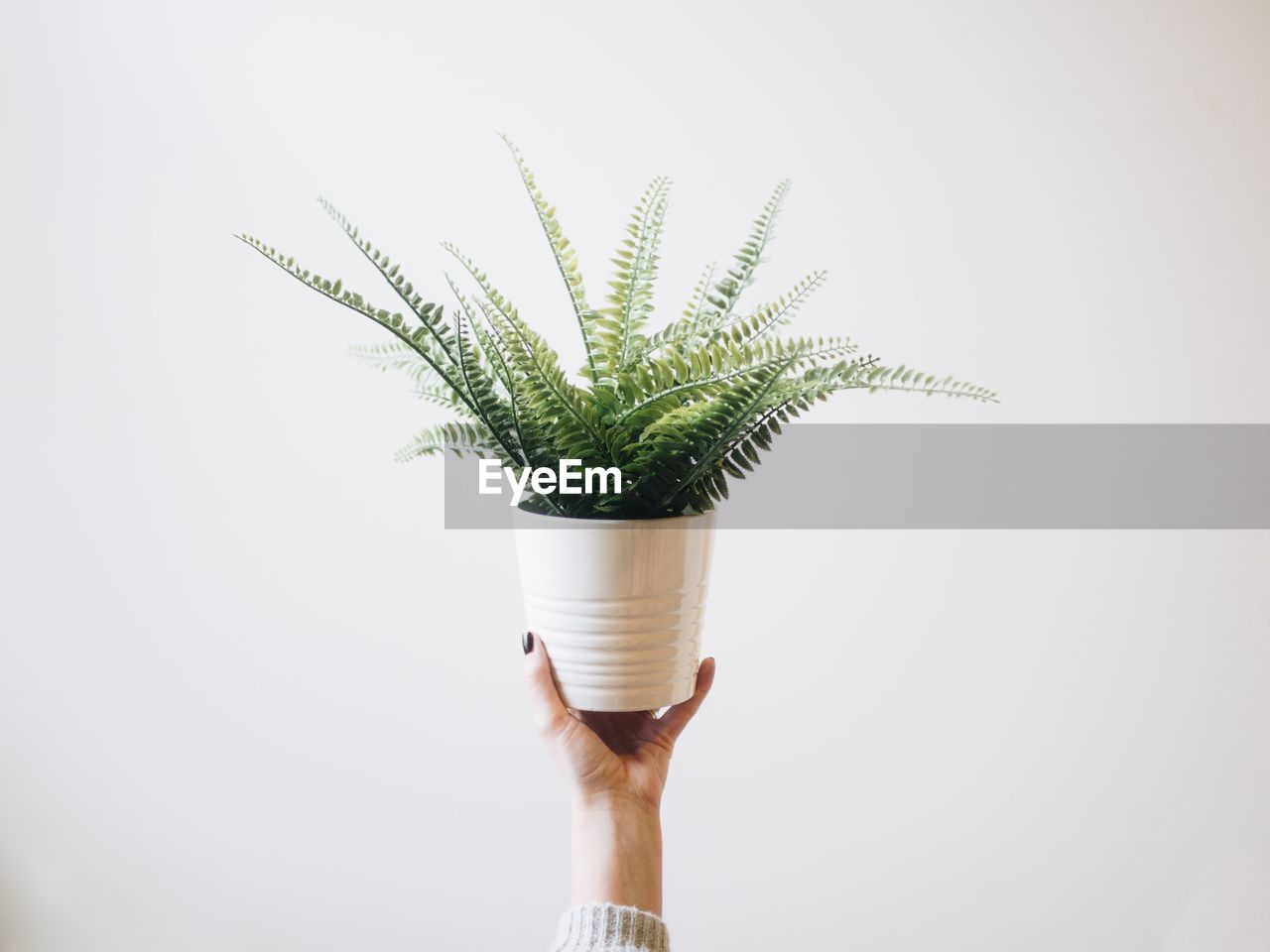 Cropped hand of woman holding potted plant against white background