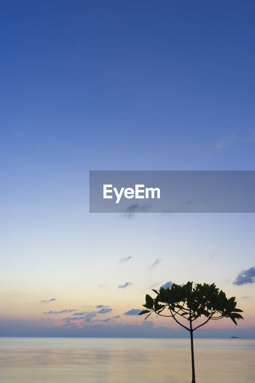 Silhouette plant against blue sky during sunset