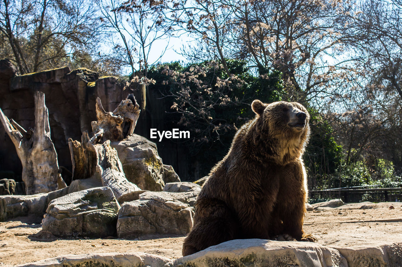 Bear in zoo