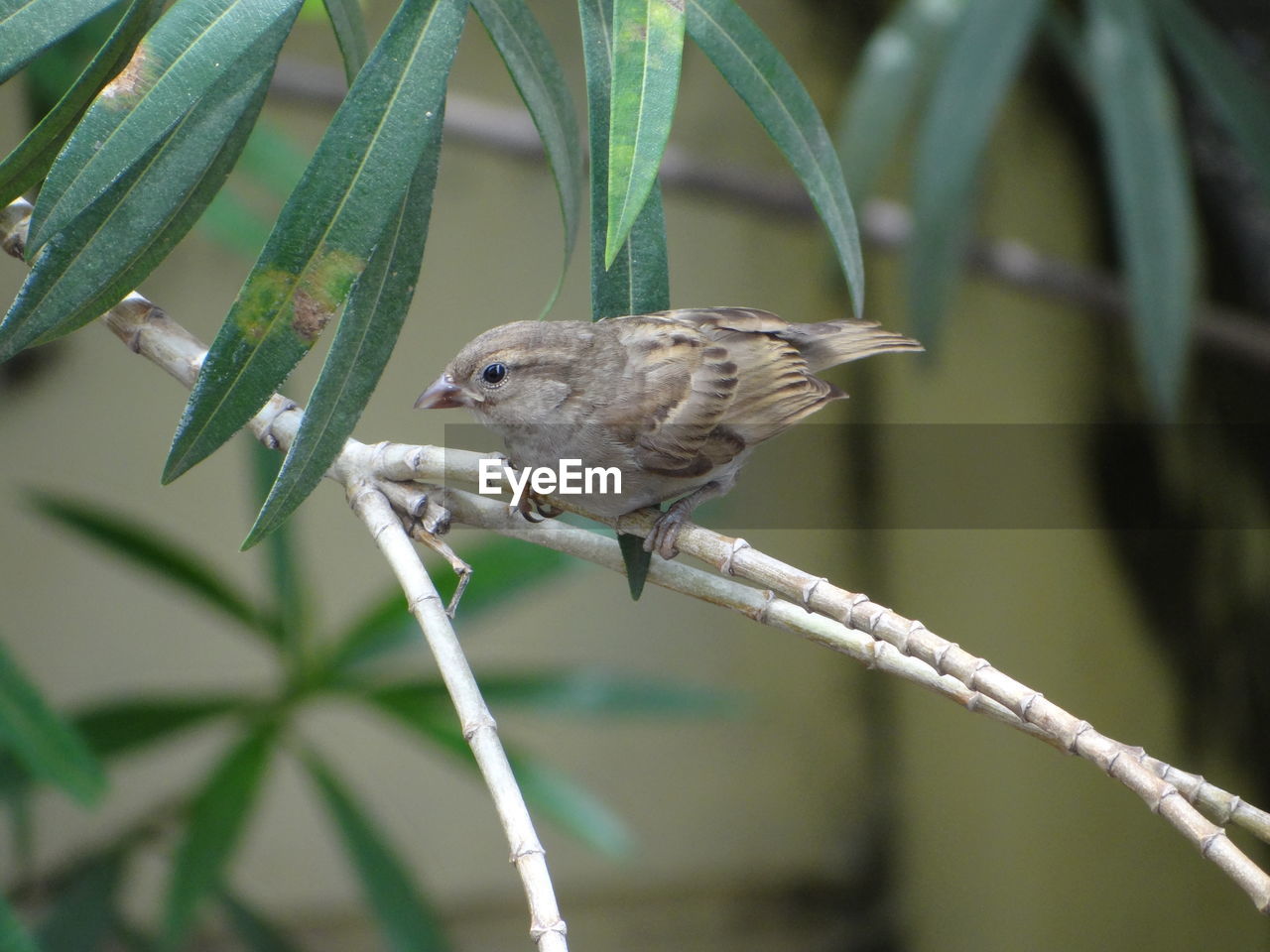 BIRD PERCHING ON A BRANCH