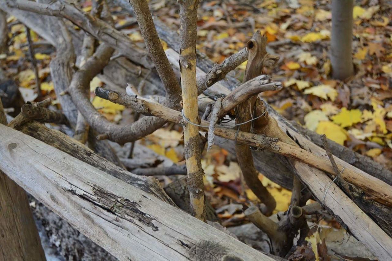 CLOSE-UP OF TREE TRUNK