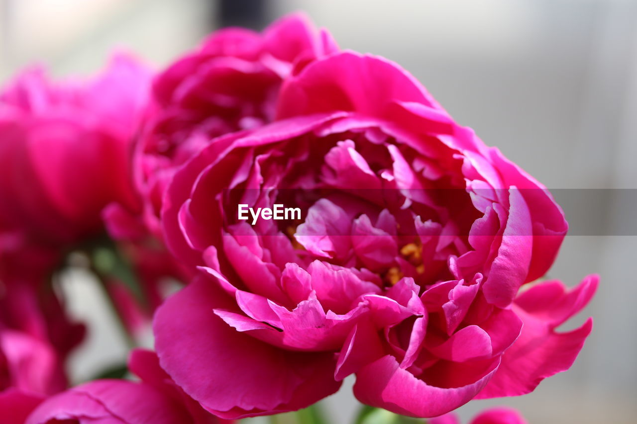 CLOSE-UP OF PINK ROSE PLANT