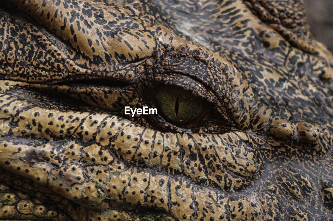 close-up portrait of crocodile