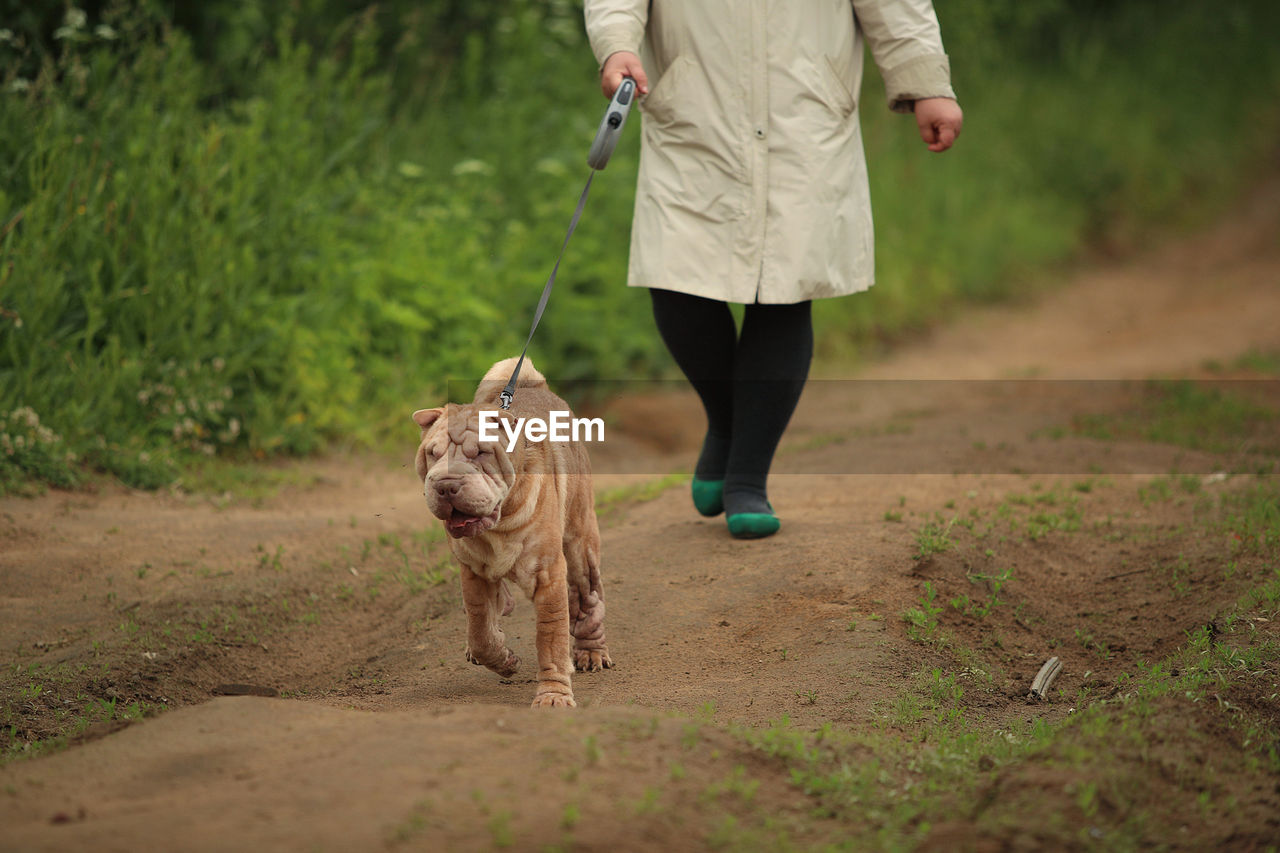 LOW SECTION OF WOMAN WALKING WITH DOG ON FOOTPATH