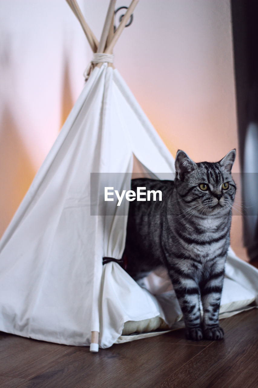 Portrait of a cat in a tent 