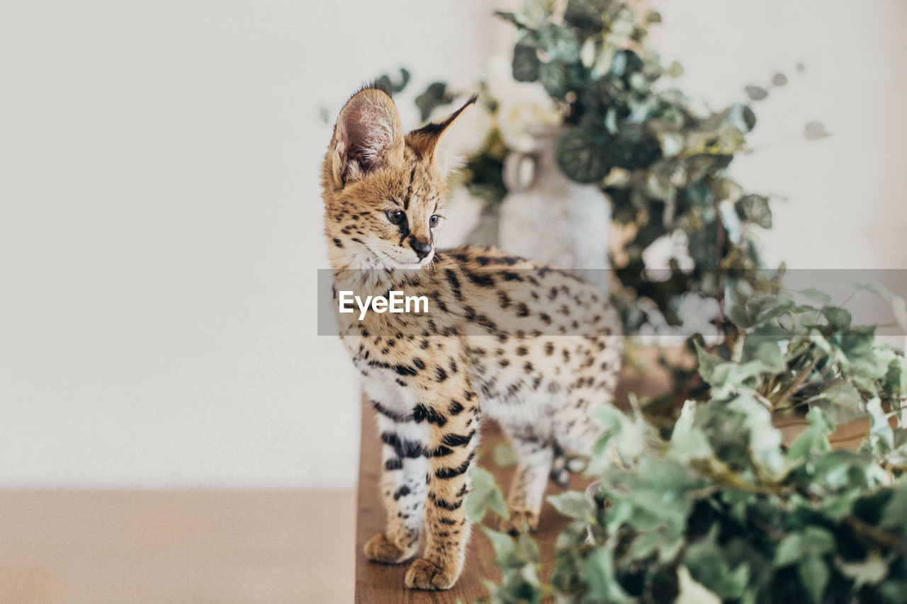 close-up of a cat on tree