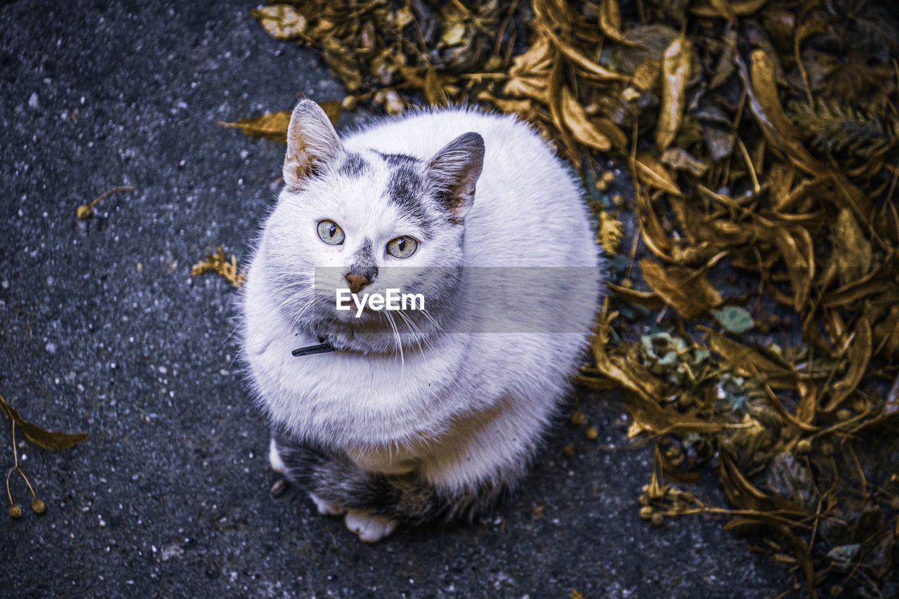 High angle portrait of cat standing outdoors