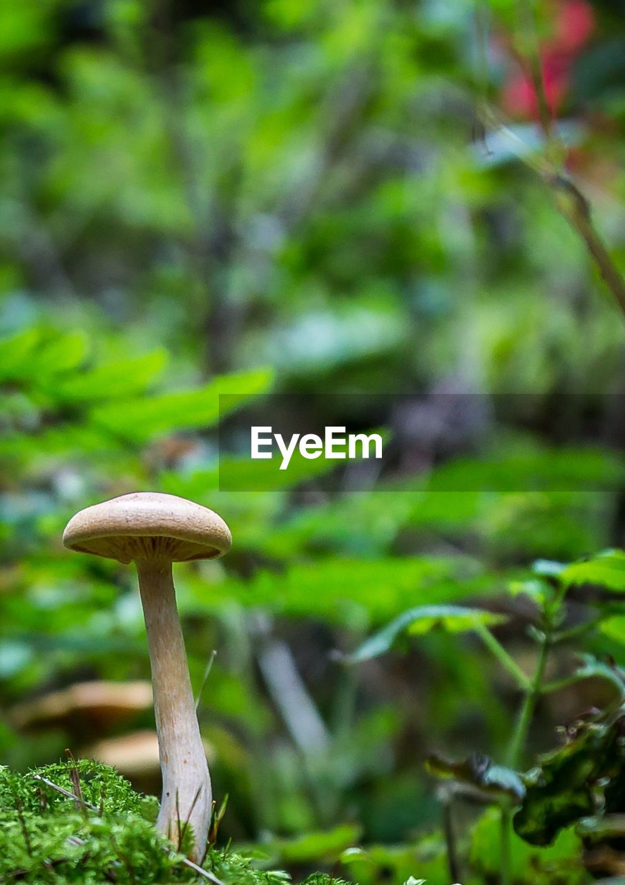 Close-up of mushroom growing on field