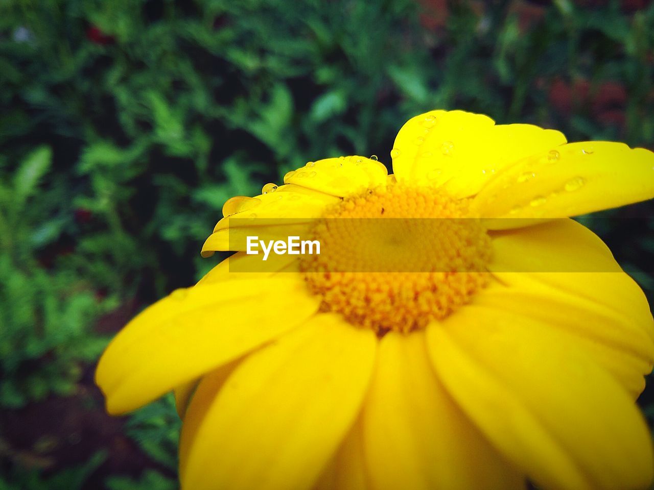 CLOSE-UP OF FRESH YELLOW FLOWER BLOOMING IN GARDEN