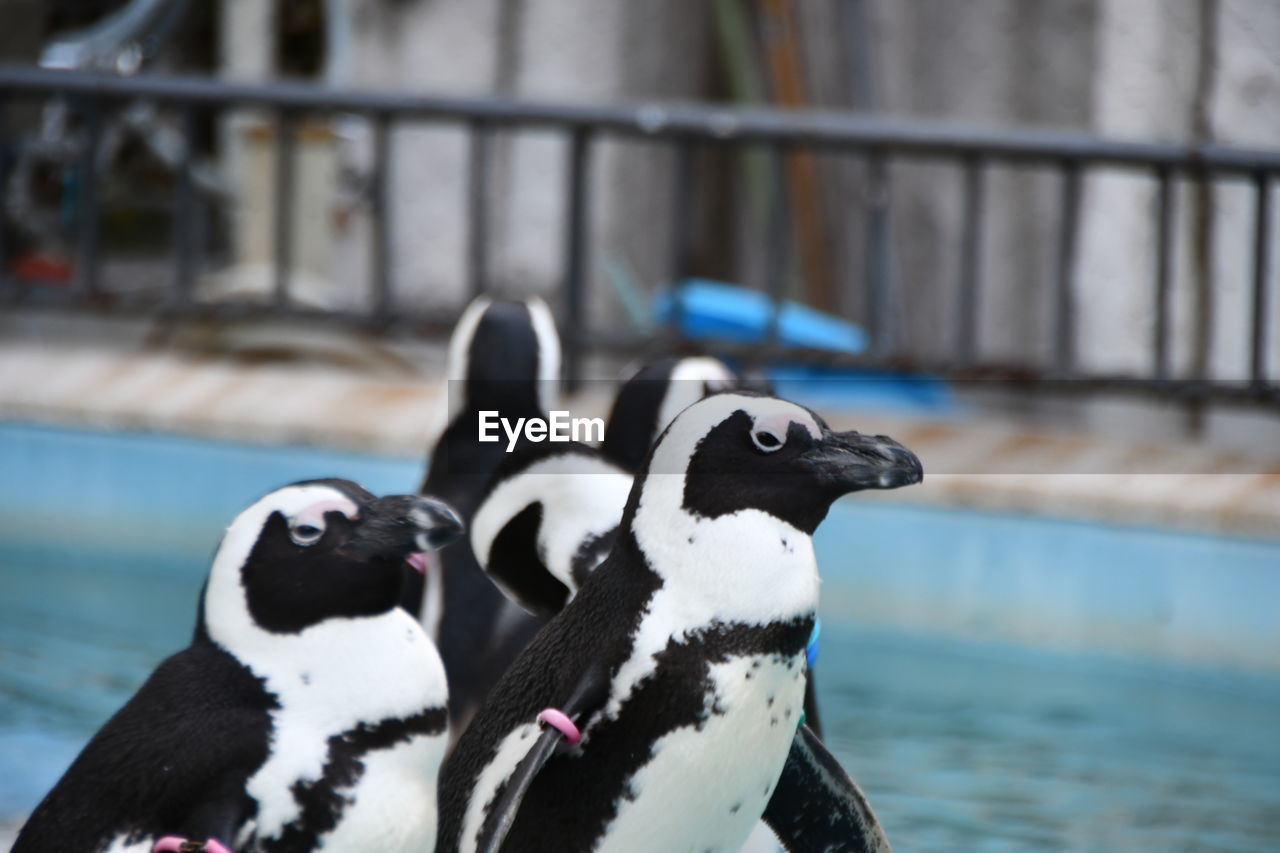 CLOSE-UP OF PENGUINS