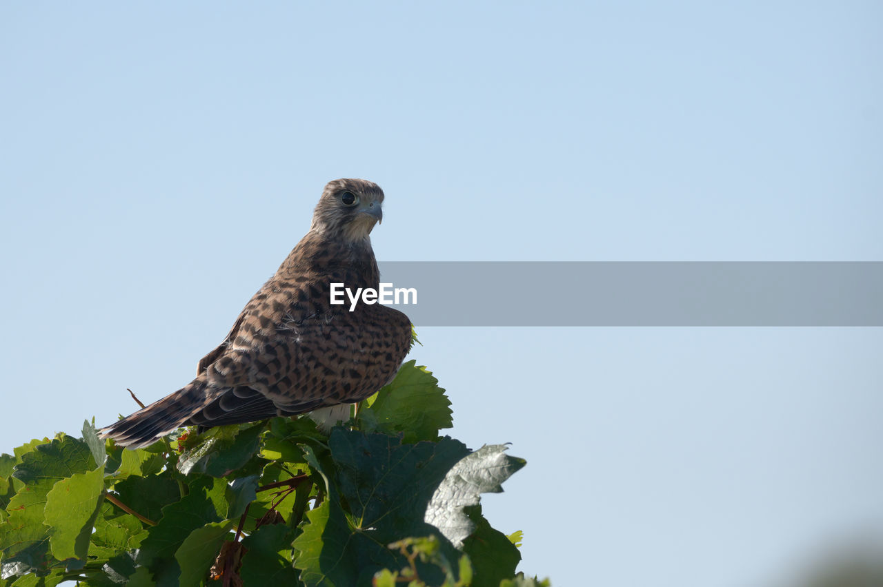 animal themes, animal wildlife, animal, wildlife, bird, bird of prey, one animal, nature, perching, sky, clear sky, plant, no people, copy space, tree, falcon, low angle view, day, outdoors, leaf, hawk, sunny, blue, beak, plant part, branch, full length, beauty in nature