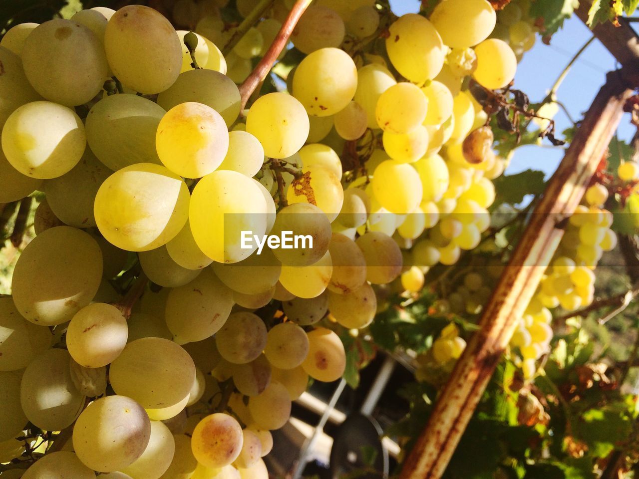 CLOSE-UP OF GRAPES IN VINEYARD