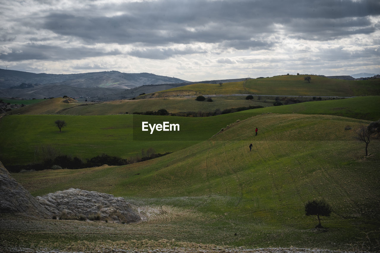 SCENIC VIEW OF GRASSY LANDSCAPE