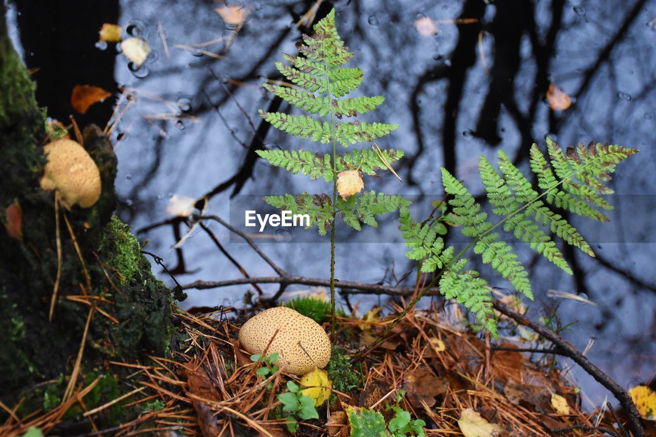 Close-up of fern and mushrooms growing in forest