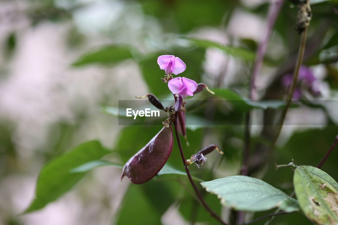 CLOSE-UP OF PINK FLOWER PLANT