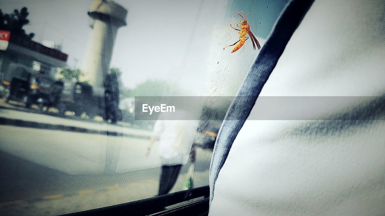 Close-up of insect on car window