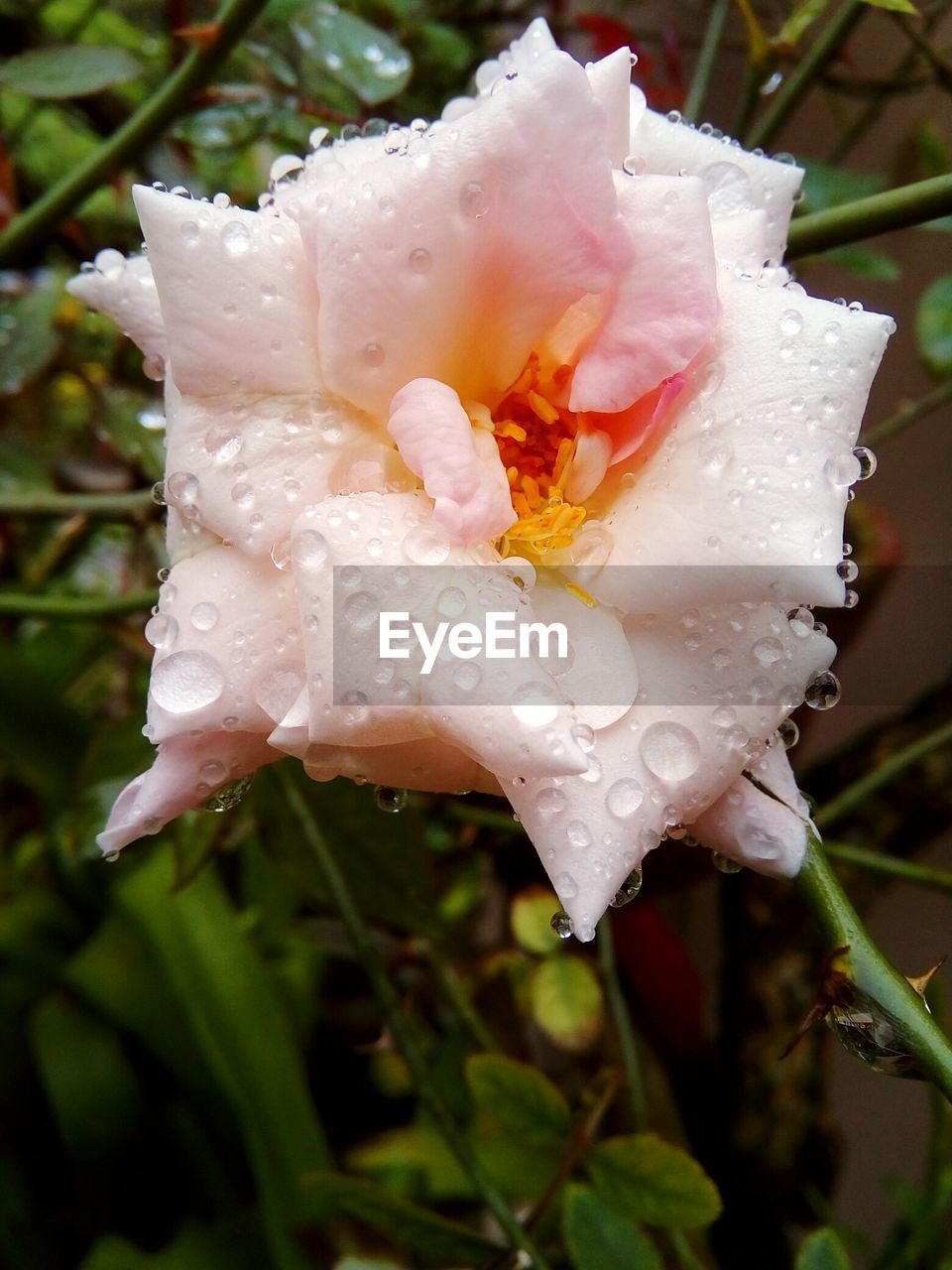 CLOSE-UP OF WET ROSE