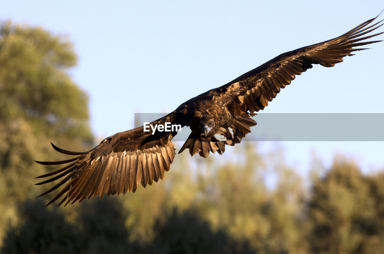 LOW ANGLE VIEW OF EAGLE FLYING