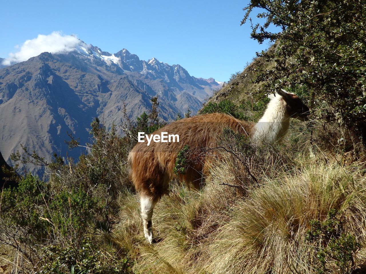 Dog standing on landscape