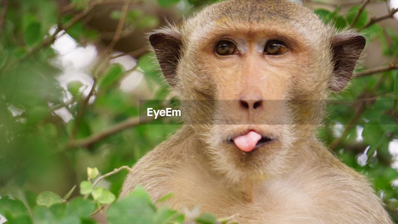 CLOSE-UP PORTRAIT OF MONKEY