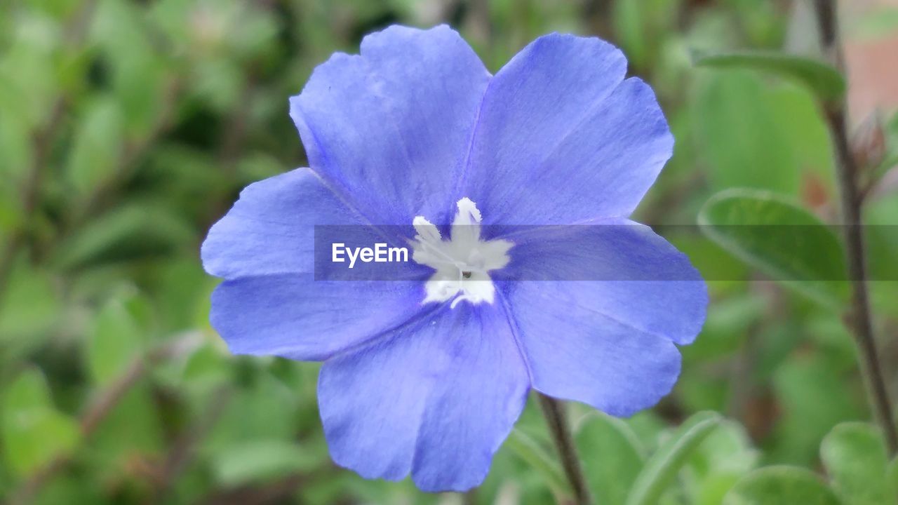 CLOSE-UP OF PURPLE FLOWERS BLOOMING OUTDOORS