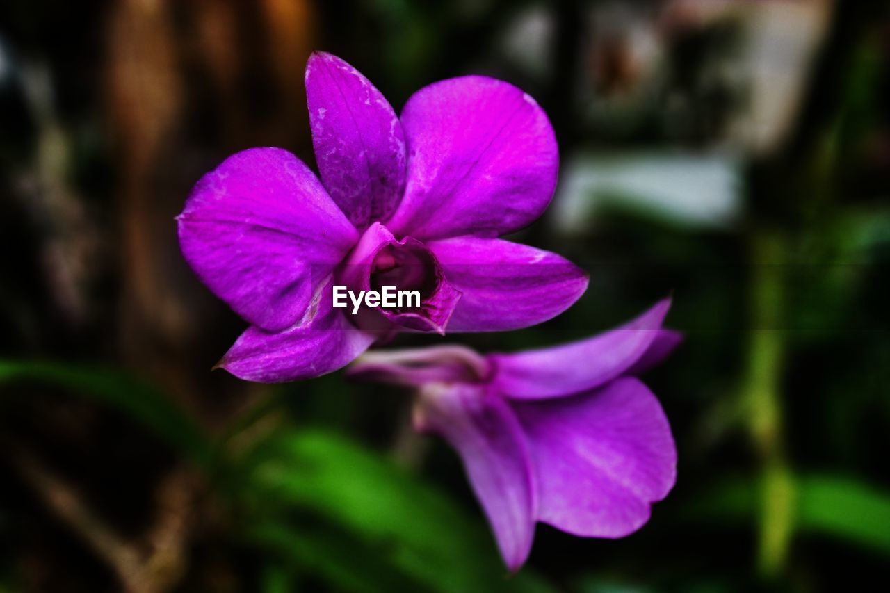 CLOSE-UP OF FRESH PURPLE IRIS BLOOMING IN PARK