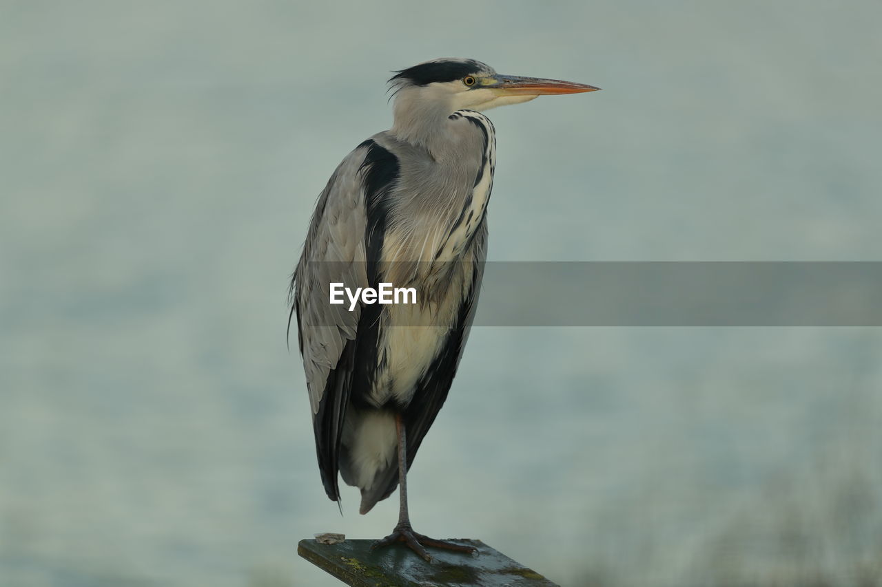 A grey heron up close