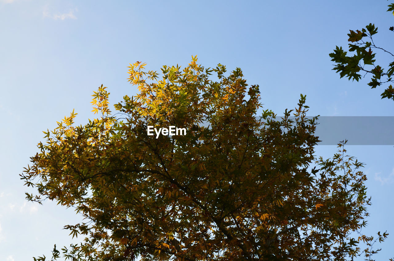 LOW ANGLE VIEW OF TREES AGAINST SKY