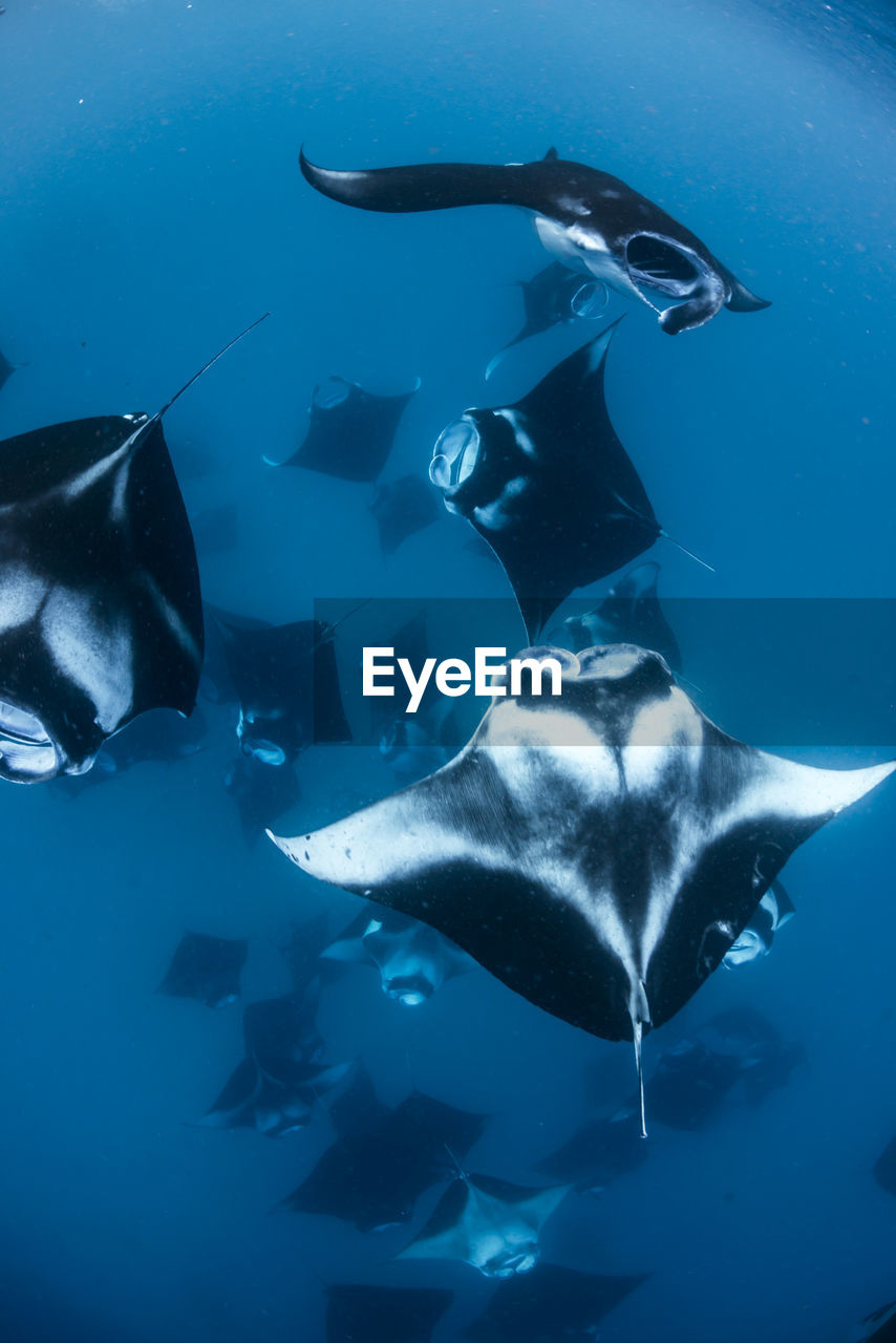 Wide angle view of a school of manta rays, baa atoll