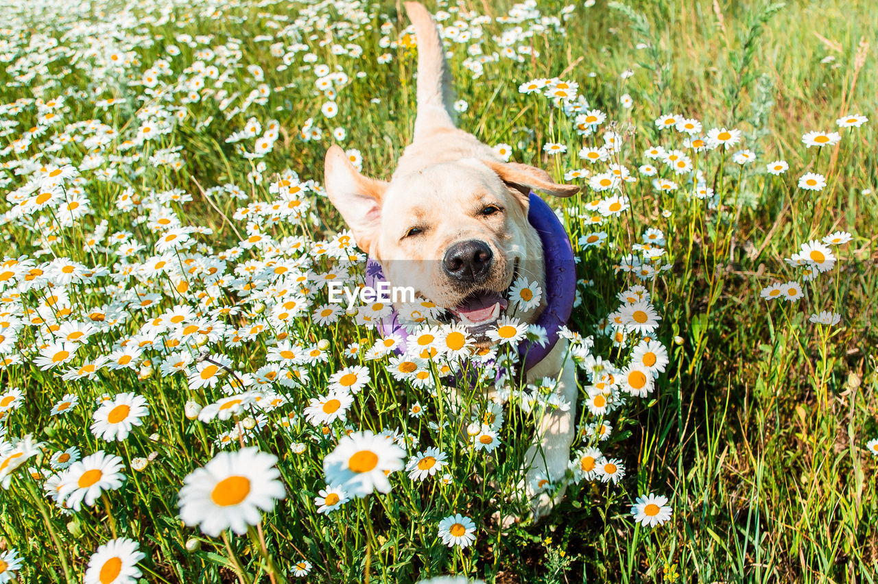 HIGH ANGLE VIEW OF DOG ON FIELD BY FLOWER