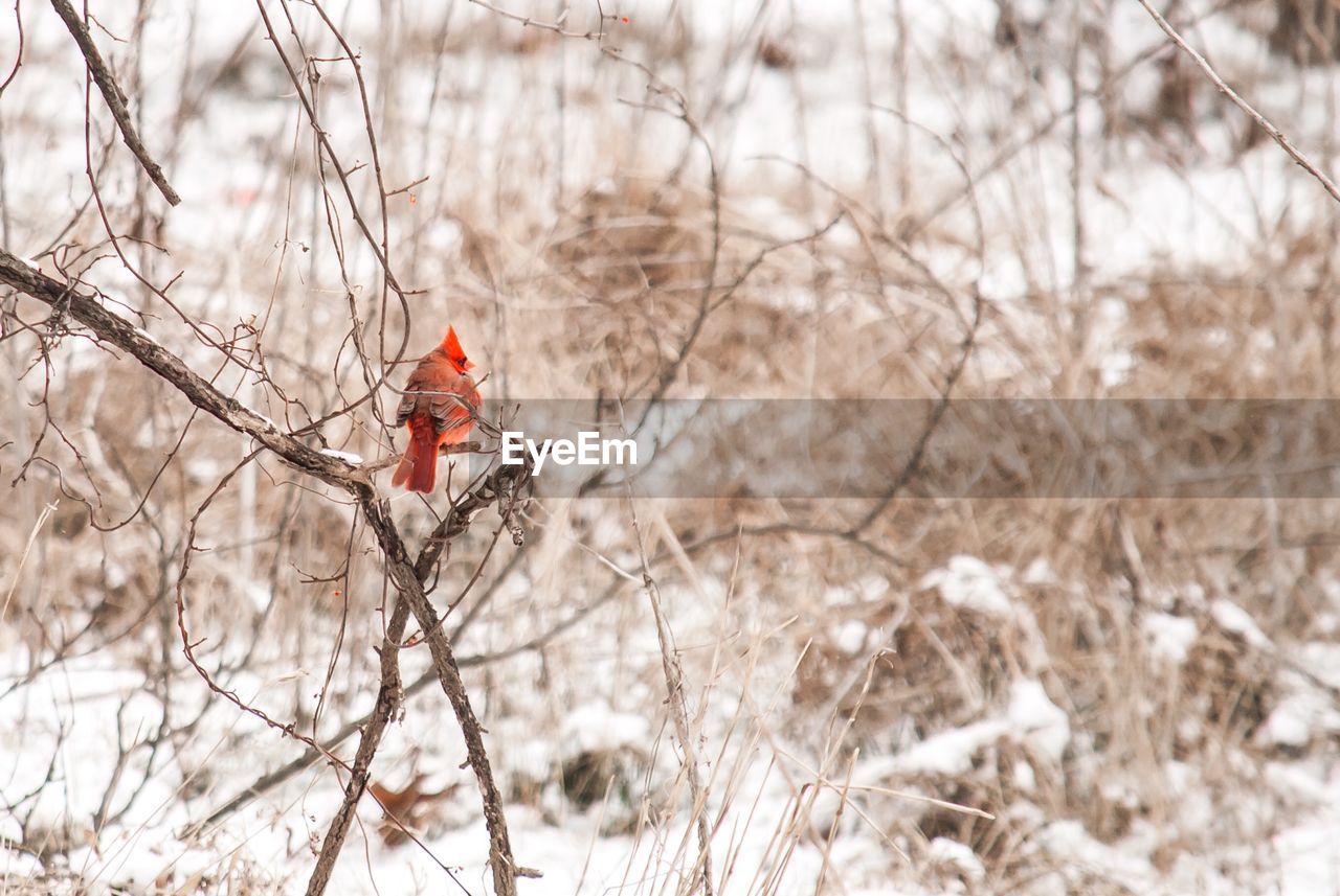 Red male cardinal bird perching on bare tree during winter